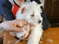 white west highland terrier dog haircut Royalty Free Stock Photo