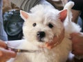 White west highland terrier dog haircut,  dog`s trimming Royalty Free Stock Photo