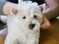 White west highland terrier dog haircut,  dog`s trimming Royalty Free Stock Photo