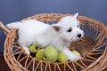 White west highland terrier dog puppy in basket with green apples on gray  background Royalty Free Stock Photo