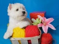 White west highland terrier dog puppy in basket with red and yellow skeins of yarn with gift box and flowers on blue  background Royalty Free Stock Photo