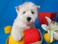 White west highland terrier dog puppy in basket with red and yellow skeins of yarn with gift box and flowers on blue  background Royalty Free Stock Photo