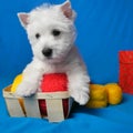 White west highland terrier dog puppy in basket with red and yellow skeins of yarn with gift box and flowers on blue  background Royalty Free Stock Photo
