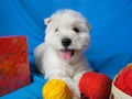 White west highland terrier dog puppy in basket with red and yellow skeins of yarn with gift box and flowers on blue  background Royalty Free Stock Photo