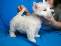 White west highland terrier dog puppy checking dog stance, dog breeding business concept
