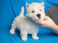 White west highland terrier dog puppy checking dog stance, dog breeding business concept