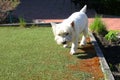 White west highland terrier on sunahine Royalty Free Stock Photo