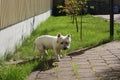 White west highland terrier on sunahine Royalty Free Stock Photo