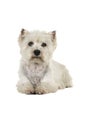 White West Highland Terrier Westie lying down looking at camera isolated on a white background Royalty Free Stock Photo