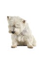 White West Highland Terrier Westie sitting looking down isolated on a white background Royalty Free Stock Photo