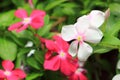 White West Indian periwinkle on blurred background in garden