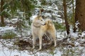 White West Siberian Laika