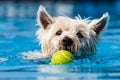 White Westhighland Terrier Dog swims through clear blue water towards a bal Royalty Free Stock Photo