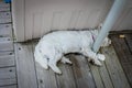 White westie dog asleep at boat dock with snack nearby - lying between metal pole and resin boat box on dirty wooden planks Royalty Free Stock Photo