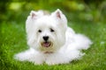 White westie dog with green background Royalty Free Stock Photo