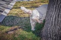 White Westie dog on leash peeing on a tree in summer near curb of street Royalty Free Stock Photo