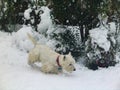 White Westie dog in snow in front of bushes with berries