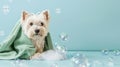 A white Westie dog is wrapped in a green towel and surrounded by bubbles after a bath Royalty Free Stock Photo