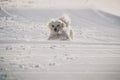 White westie playing on snow Royalty Free Stock Photo