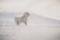 White westie playing on snow Royalty Free Stock Photo