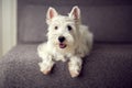 White westie puppy Royalty Free Stock Photo