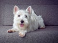 White westie puppy Royalty Free Stock Photo