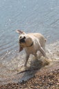 White wet dog shaking and splashing