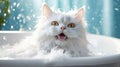 A white wet fluffy cat Washes the fur with shampoo in the bathtub in a grooming salon. Foam bubbles are flying around a funny cat