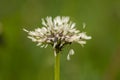 White wet fluffy dandelion after rain on natural floral background. Royalty Free Stock Photo