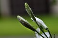 White wet lily buds on a green background. Lilies in the rain. Water drops . Royalty Free Stock Photo