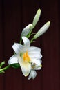 White wet lily flower on a dark background. Lilies in the rain Royalty Free Stock Photo