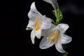 White wet lily flower on a dark background. Lilies in the rain. Water drops on the bloom. Yellow pistils. Bee food Royalty Free Stock Photo