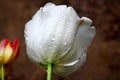 White wet tulips detail