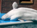 White whale in the dolphinarium