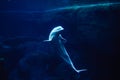 White whale in Georgia aquarium USA