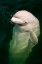 White whale in green water
