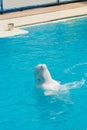 White whale in the water in the pool Royalty Free Stock Photo