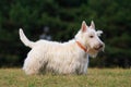 White (wheaten) scottish terrier, cute dog on green grass lawn