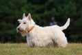 White wheaten scottish terrier, cute dog on green grass lawn