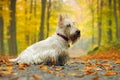 White wheaten scottish terrier, sitting on gravel road with orange leaves during autumn, yellow tree forest in background