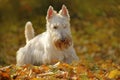 White wheaten Scottish terrier, sitting on gravel road with orange leaves during autumn, yellow tree forest in background. Dog in Royalty Free Stock Photo