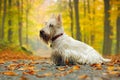 White (wheaten) scottish terrier, sitting on gravel road with orange leaves during autumn, yellow tree forest