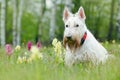 White, wheaten, Scottish terrier, sitting on green grass lawn. Cute home animal in the garden. White dog in the green grass. Dog i Royalty Free Stock Photo