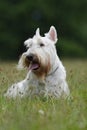 White (wheaten) scottish terrier, sitting on green grass lawn