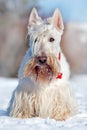 White wheaten Scottish terrier, sitting on the snow during winter. Winter dog scene with snow. White dog in sonny day in cold wint