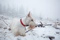 White wheaten Scottish terrier, sitting on the snow during winter. Winter fog with snow, beautiful dog with red collar. Czech fore