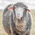 White Whooly Sheep with Ears sticking Out Royalty Free Stock Photo
