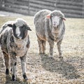 Two Whooly Sheep with Ears sticking Out Royalty Free Stock Photo