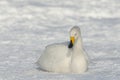 White whooper swan Cygnus cygnus lying on the snow Royalty Free Stock Photo