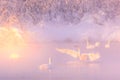 White whooper swan landing on a misty winter lake during sunrise. Altai, Russia Royalty Free Stock Photo